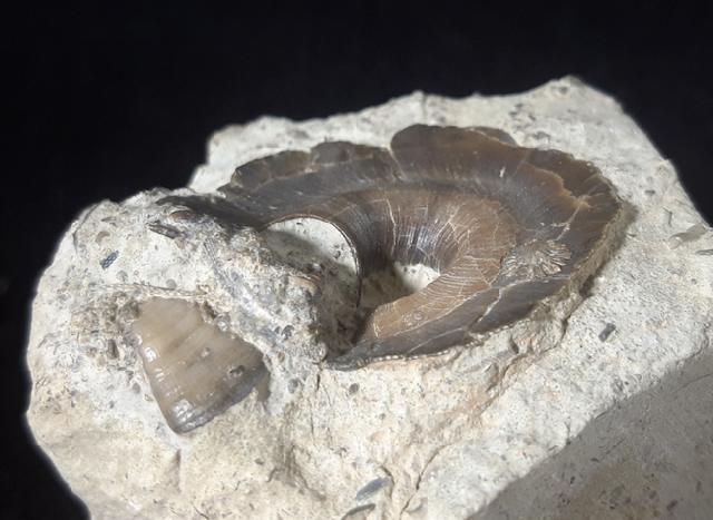 Euomphalopterus alatus (WAHLENBERG 1818) - Bild © FossNet FossilienStore